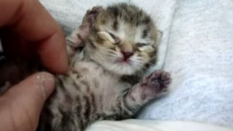 Die Baby-Katze ist so groß wie sein Finger - doch ihre Reaktion ist wunderschön
