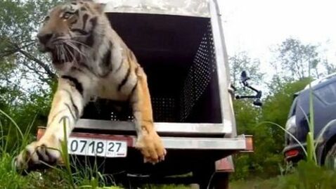 Ein Tiger wird von einem Verein in die Natur freigelassen.