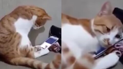 Eine Katze verfällt in Trauer, als sie ein Foto von ihrer verstorbenen Besitzerin sieht