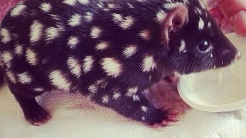Unbekannte und seltene Tierbabys