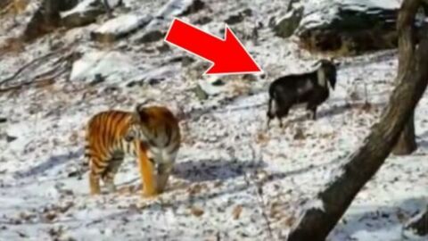 Der Tiger Amur schließt Freundschaft mit einer Ziege, die eigentlich zum Fressen bestimmt war