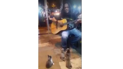 Dieser Straßenmusikant musiziert für vier kleine Kätzchen