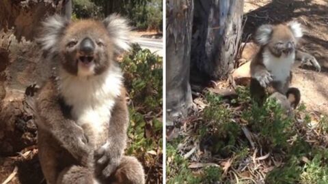Ein Koala fängt an zu weinen, nachdem er von seinem Baum vertrieben wurde