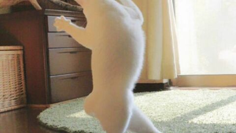 Die Fotos dieser Katze, die sich für eine Ballerina hält, erfreuen die Internetnutzer