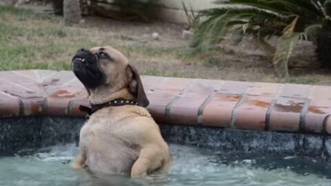 Dieser Hund liebt Whirlpools und das sieht man ihm auch an!