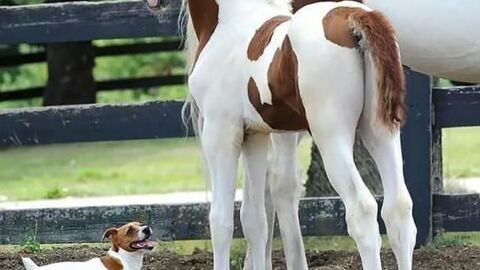 20 Tiere mit ihrem süßen Zwilling einer anderen Tierart