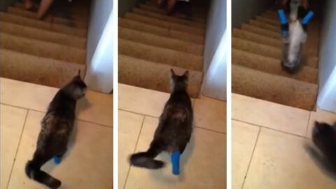 Diese Katze hat nur zwei Beine... doch läuft die Treppe hinunter, als wäre das ganz normal!