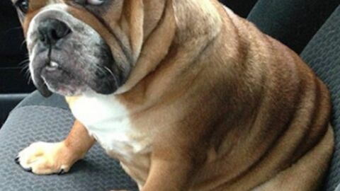 14 Hunde und Katzen und ihre Reaktion auf den Tierarzt
