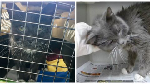 Ein Tierheim nimmt eine 23-jährige Seniorkatze auf... und findet ihr ein neues Zuhause!