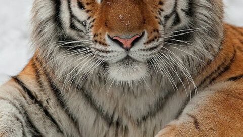 Tiger: Die schönsten Fotos eines vom Aussterben bedrohten Tieres