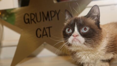 Wer wird der Nachfolger von Grumpy Cat?
