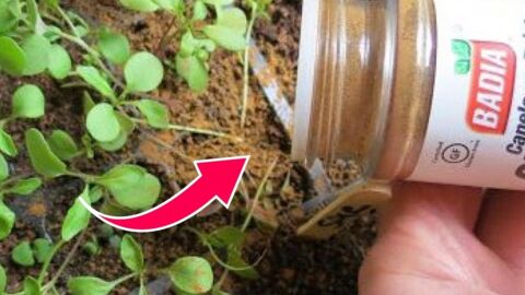 Zimt im Garten: Nützliche Tipps für deine Pflanzen