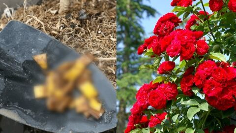 Bananen als Dünger für Rosen