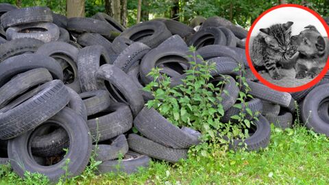 Geniale Idee: Mit recycelten Reifen hilft Amarildo Tieren und der Umwelt