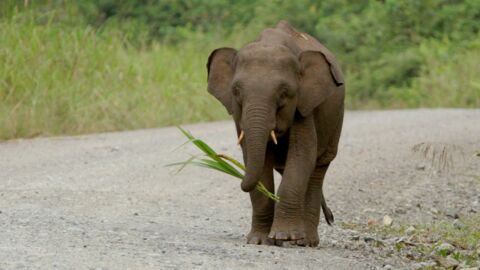 Nachricht von sechs Zwerg-Elefanten treibt uns die Tränen in die Augen