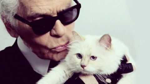 Nach Tod von Karl Lagerfeld: Schocknachricht um Katze Choupette