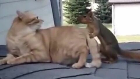 Eichhörnchen trifft auf Katze und ein Kampf bricht aus