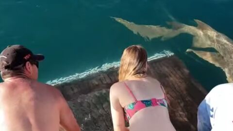 Frau will einen Hai füttern. Kurz darauf wünscht sie, es nie getan zu haben!