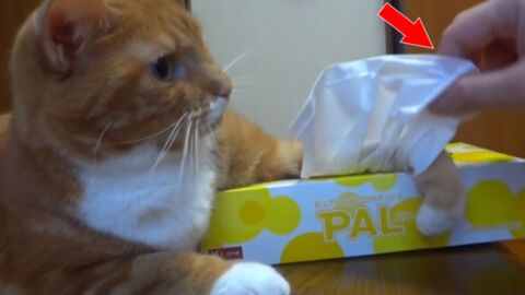 Genial: Wer diese Katze hat, sollte nie einen Schnupfen bekommen!