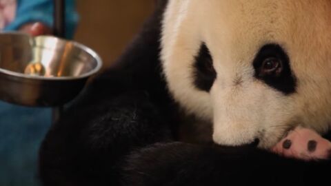 Wie gemein: Zoowärter verstecken ein Panda-Baby vor seiner Mutter!