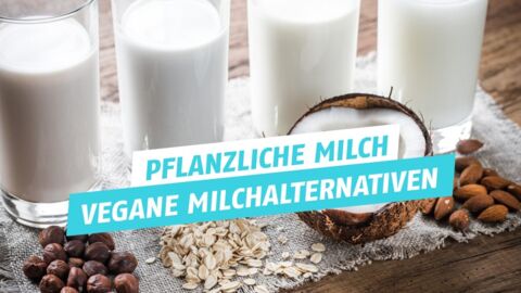 Pflanzliche Milch: Sorten, Eigenschaften, Geschmack der besten Milch-Alternativen