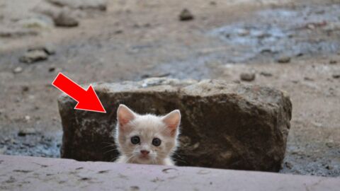 Ein Mann findet ein ausgesetztes Kätzchen. 5 Jahre später ist es nicht mehr zu erkennen!