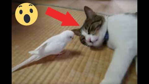 Katze von Vogel geweckt