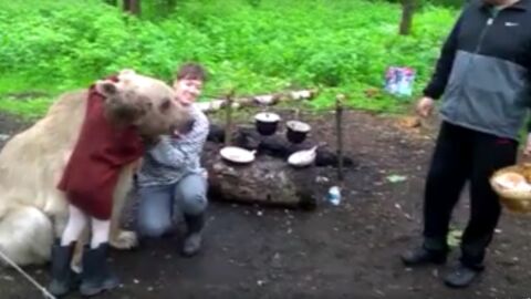 In Russland darf Bär Stephan mit seiner Familie zum Picknick mit in den Wald