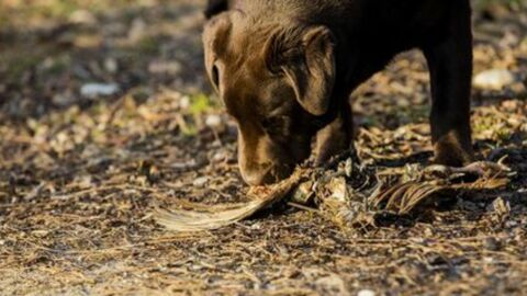 An alle Hundehalter: Die Polizei warnt vor präparierten Tierködern