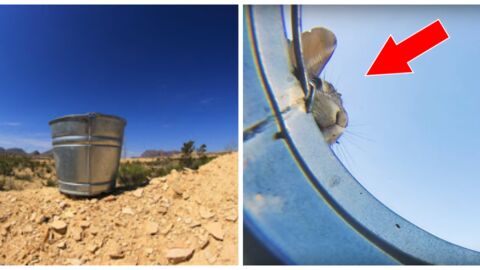 Er stellt einen Eimer mit Wasser in die Wüste und filmt die Reaktion der Tiere, die da zum Trinken kommen