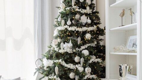 Weihnachten 2016: Den richtigen Weihnachtsbaum auswählen und länger frisch halten