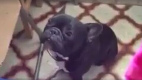 Hund mit dem schlimmsten Bellen der Welt geht viral