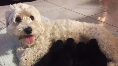 Weiße Hunde-Eltern bekommen sieben Welpen ... Alle schwarz!