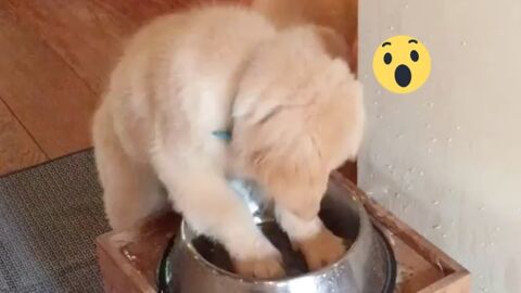 Der kleine Welpe Ronnie soll anständig trinken, doch was er gleich macht, wird euch zum Schmunzeln bringen!