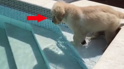 Dieser Golden Retriever Welpe traut sich nicht in das kühlende Nass zu springen, doch dann...