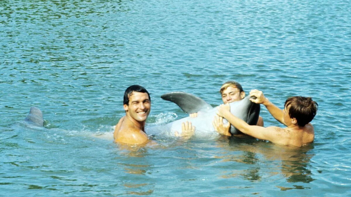 Beliebte Delfin-Serie aus den 60ern: Das machen die