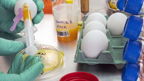 Vogelgrippe: Erstmals Infektion bei Kindern und gefährliche Mutation in Kanada entdeckt