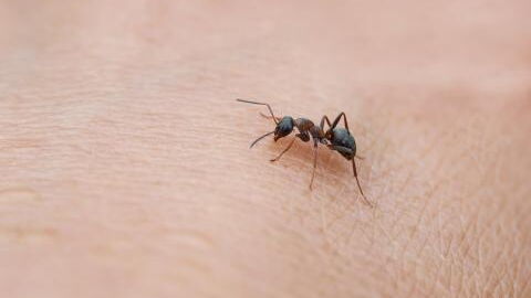 Einzigartiger Fall: Lebende Ameise im Mittelohr einer 42-Jährigen entdeckt