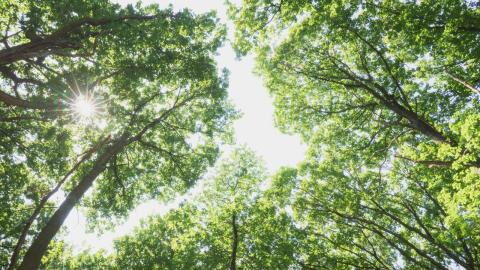 Mädchen (11) in Frankreich tot im Wald entdeckt: Was wir über den Fall Louise wissen