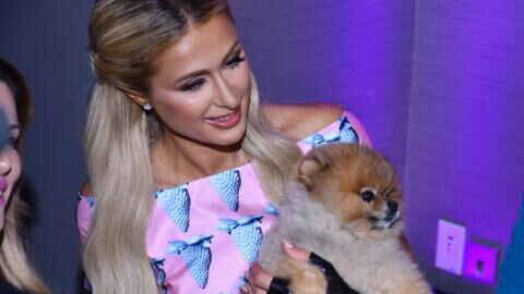 Er wurde 23 Jahre alt: Paris Hilton trauert um ihren Hund