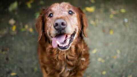 18 Jahre alter Hund von Familie verstirbt, dann erhält sie einen überraschenden Brief vom Tierarzt