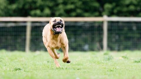 Frankreich: 11 Monate altes Baby vor den Augen der Eltern von Familienhund getötet