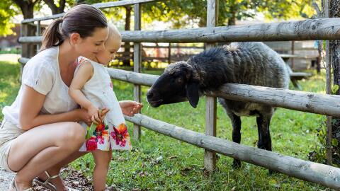 TV: In "Meat the Family" sollen Familien Vegetarier werden oder sie müssen ihr eigenes Tier essen