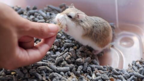 Zweifache Mutter stirbt, nachdem sie vom Hamster der Familie gebissen wurde