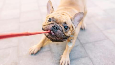 Hunde: So lange sollte euer Vierbeiner höchstens allein zu Hause bleiben