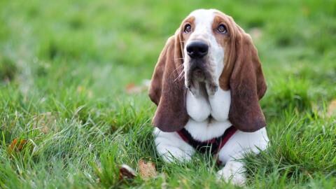 Hundespeichel: Deshalb sollte euer Hund nie euer Gesicht ablecken