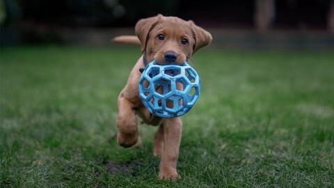 Rettungsaktion: Kerstin Ott bewahrt tauben Labrador vor dem Tierheim