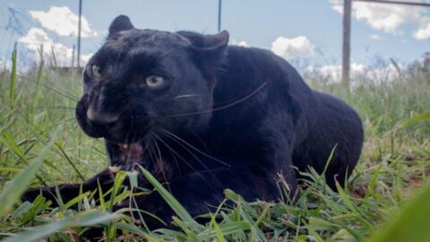 Tierschutz schlägt Alarm: Beunruhigendes Verhalten bei Panthern und Luchsen gesichtet