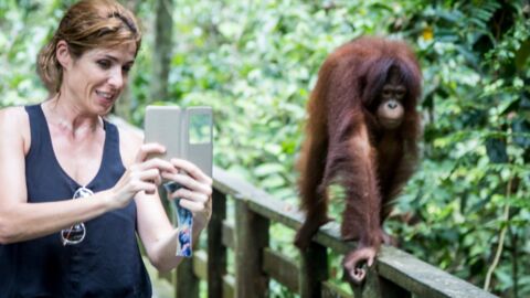 Für ein Selfie: Tourist:innen riskieren Covid-Ansteckung bei vom Aussterben bedrohten Tieren