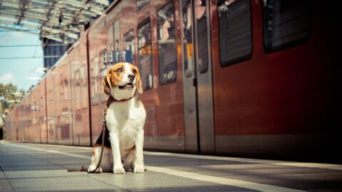 Als sich der Zug nähert, trifft der Hund eine unglaubliche Entscheidung